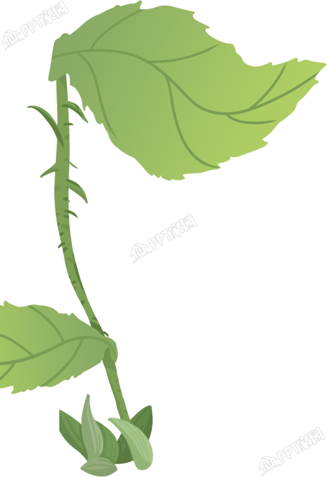 綠色葉子植物圖片素材