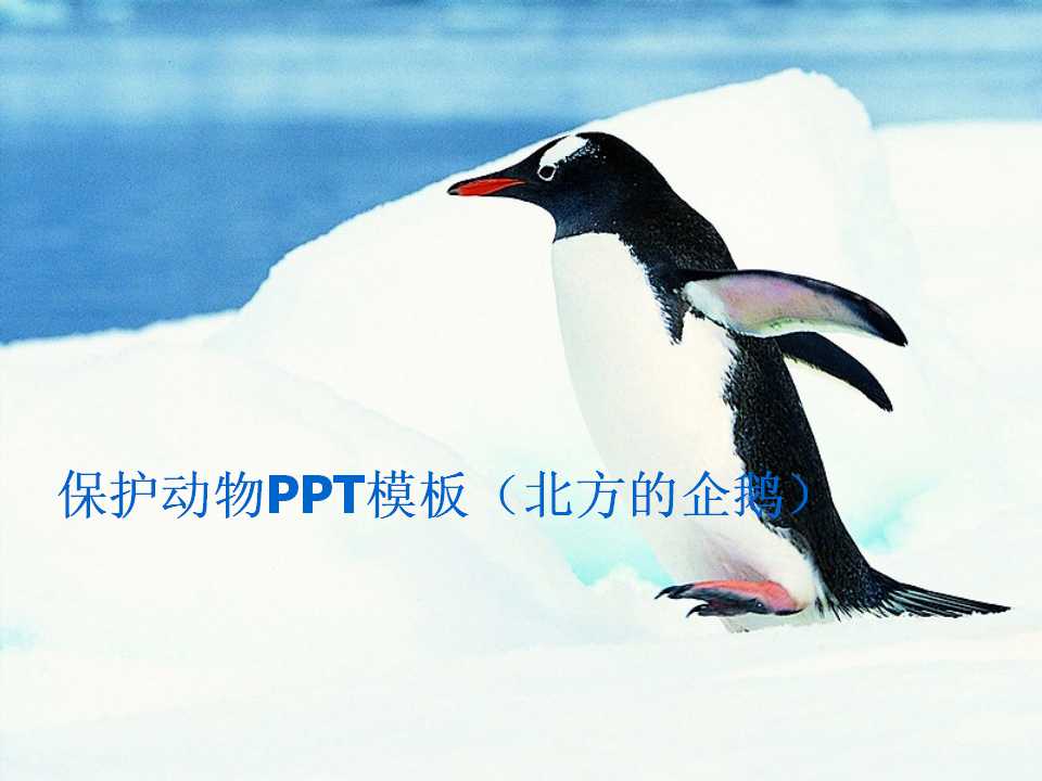 保护动物PPT模板（北方的企鹅）