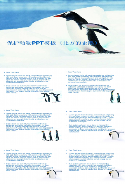 保护动物PPT模板（北方的企鹅）