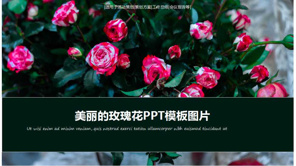 美丽的玫瑰花PPT模板图片