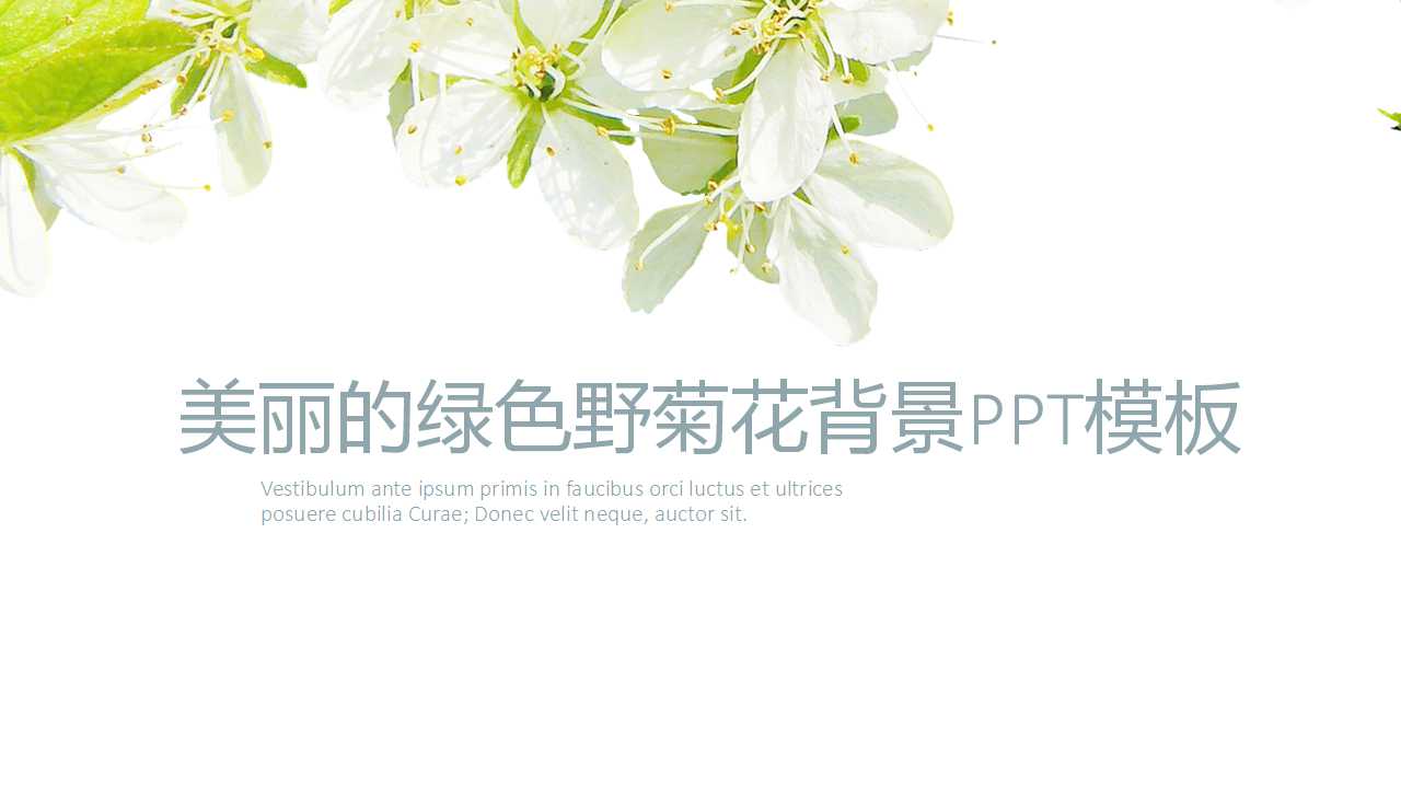 美丽的绿色野菊花背景PPT模板