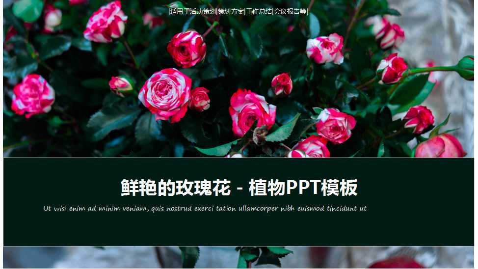鲜艳的玫瑰花－植物PPT模板