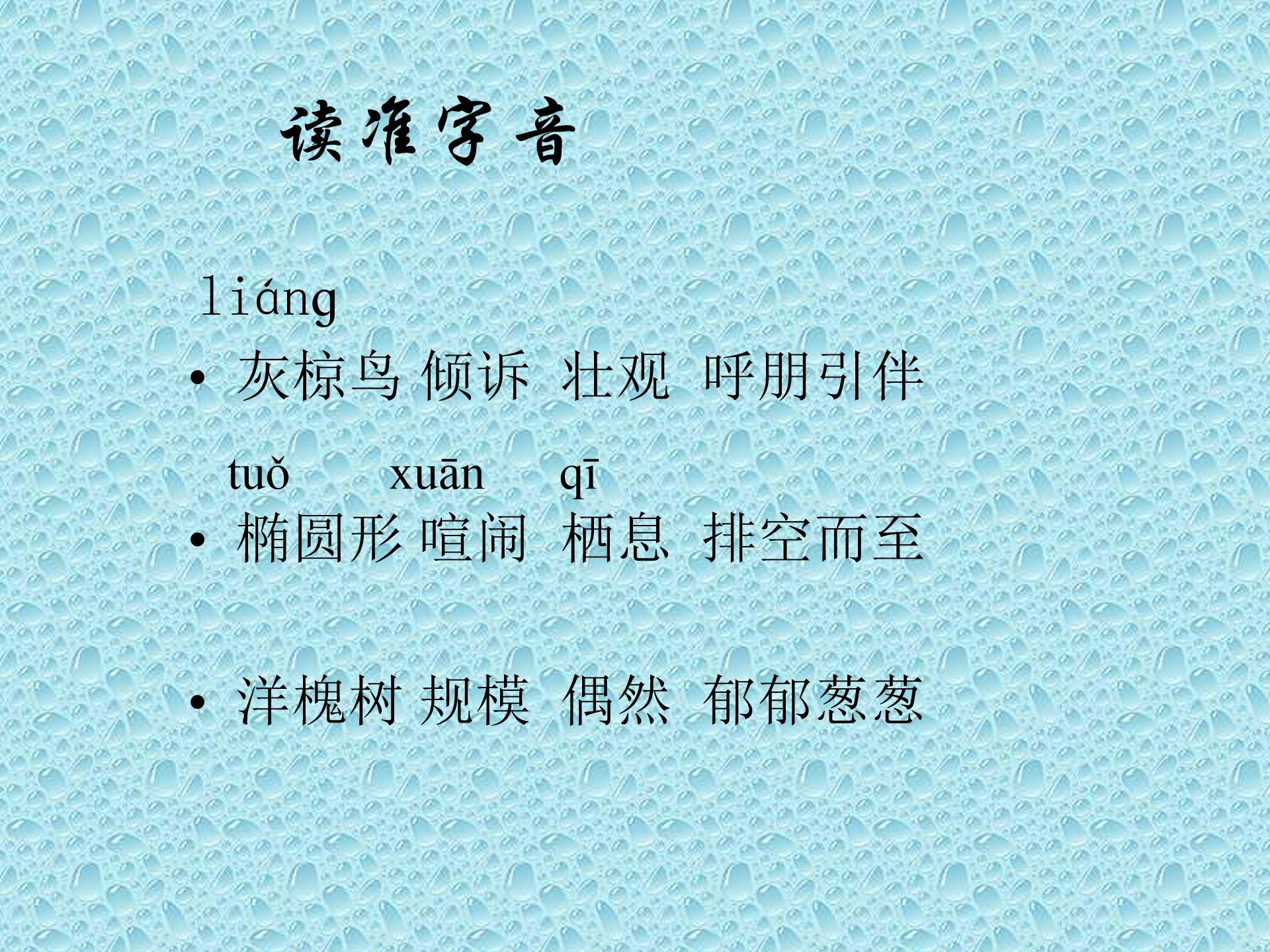 灰椋鸟ppt模板
