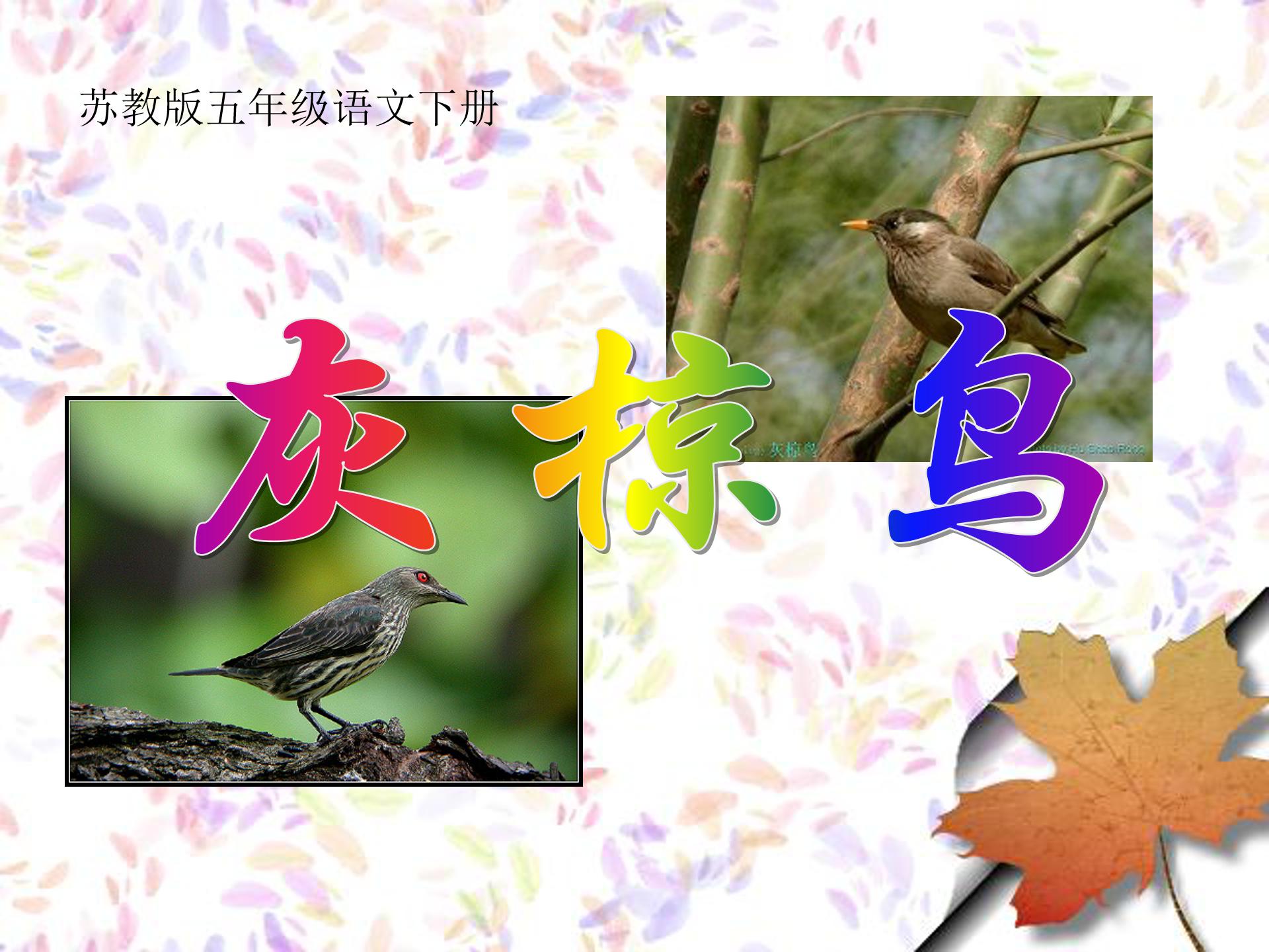 灰椋鸟ppt模板