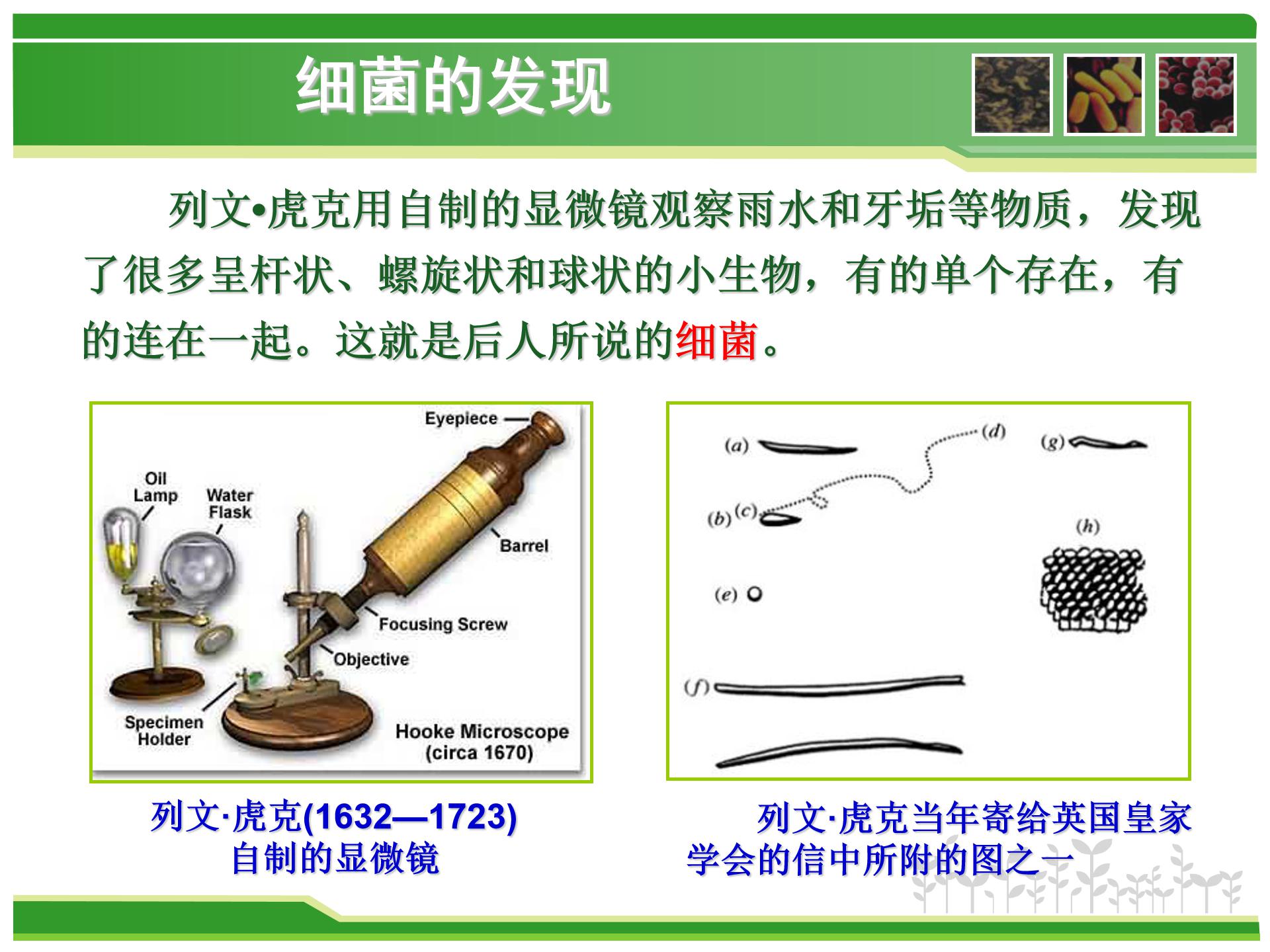 细菌课件人教版ppt模板