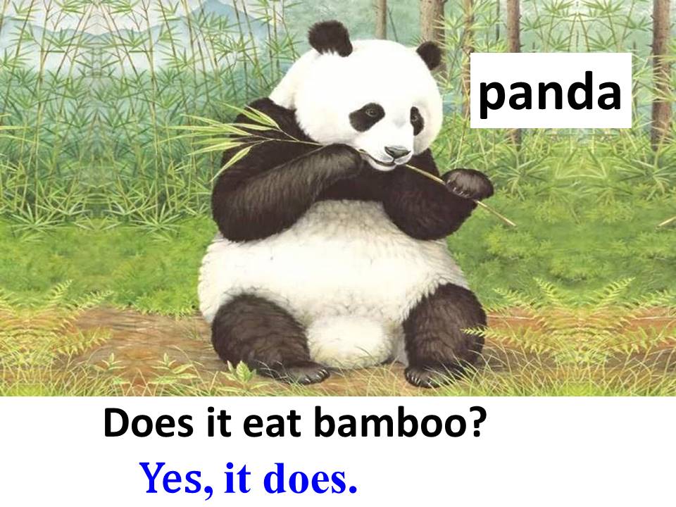 熊猫的英语海报图片