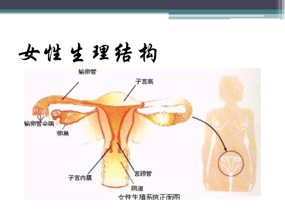 女性健康讲座ppt模板