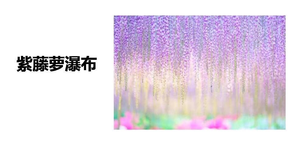 紫藤萝瀑布教案ppt模板