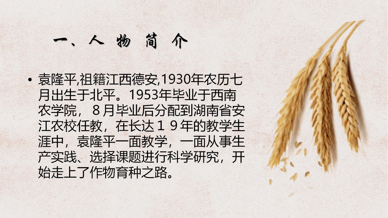 杂交水稻之父袁隆平ppt课件模板