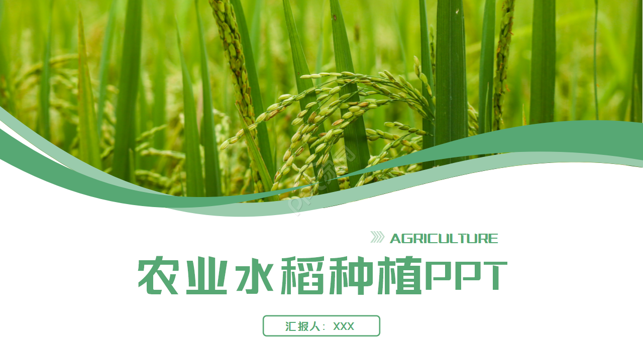 绿色稻田的农业极简工作总结项目汇报ppt模板