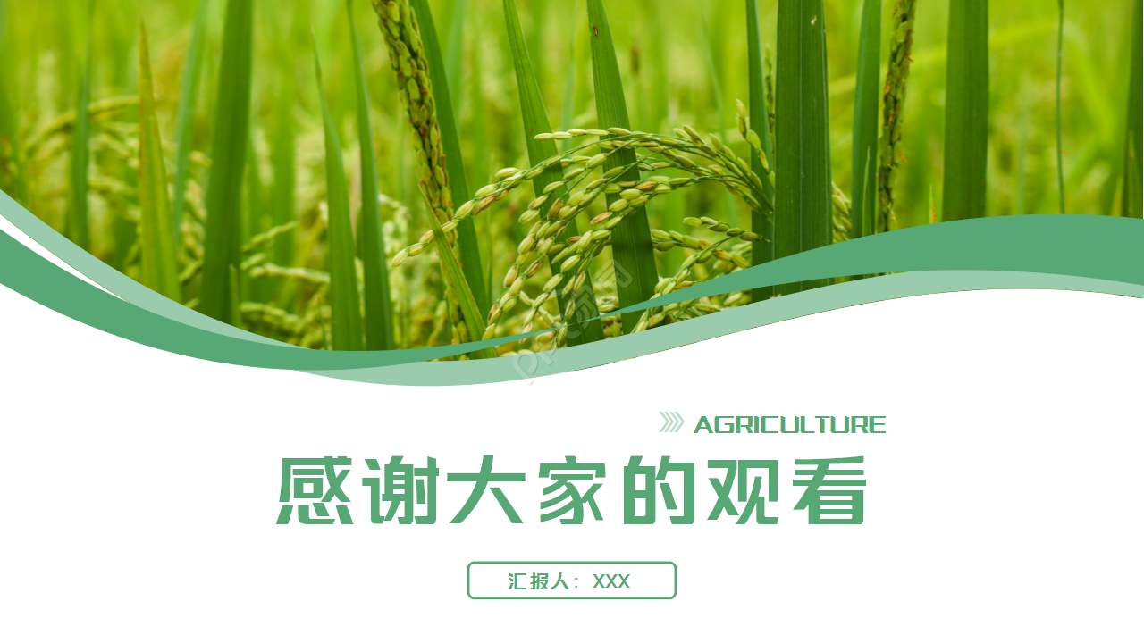 绿色稻田的农业极简工作总结项目汇报ppt模板