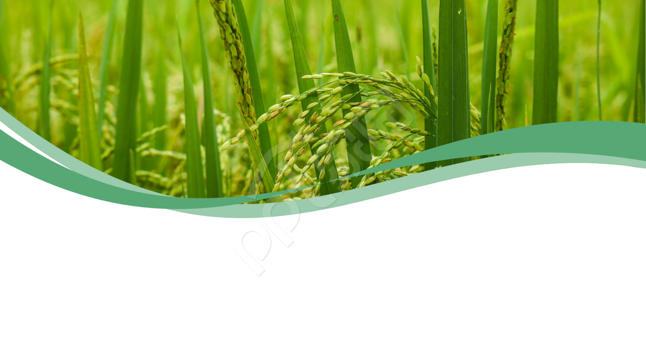 綠色小清新稻田項目策劃PPT背景圖片