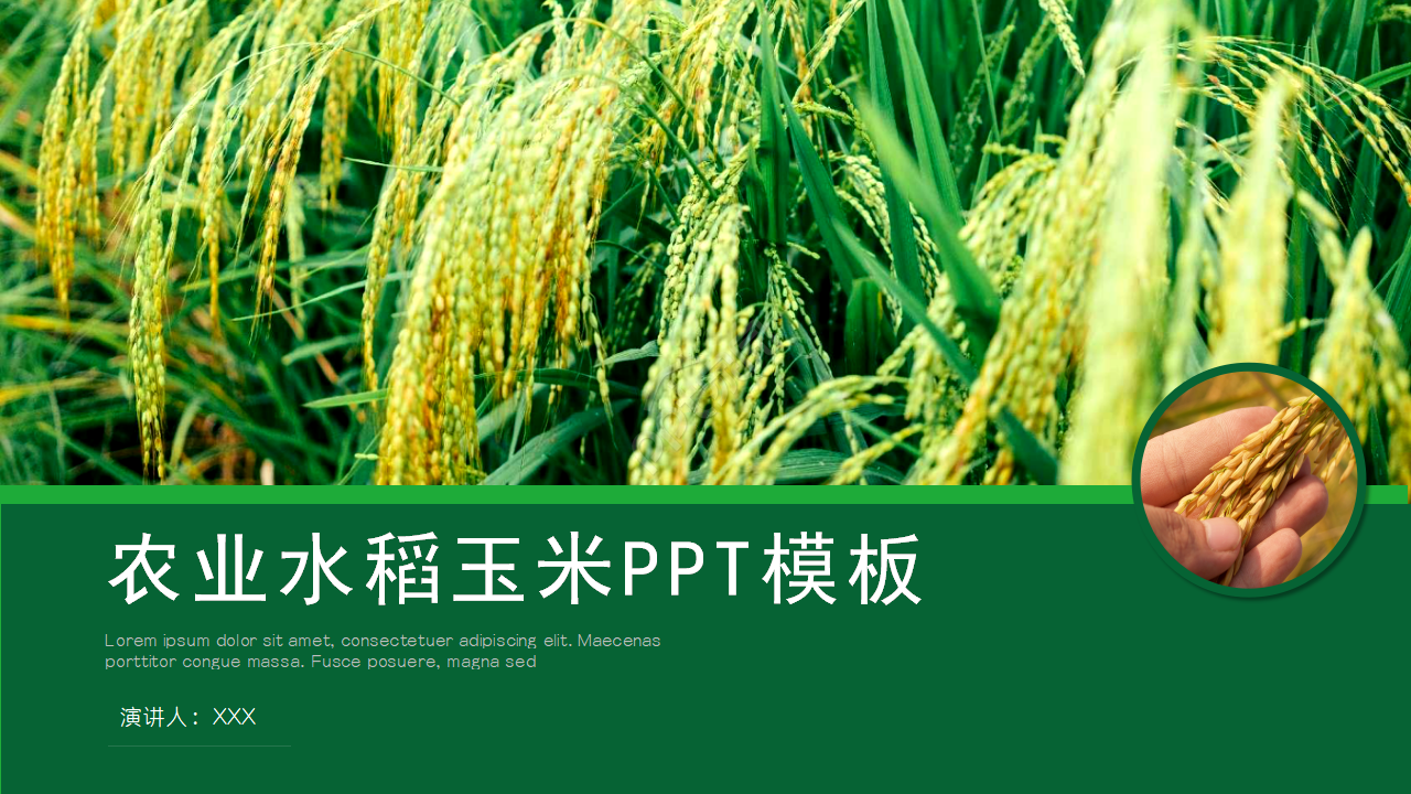 农产品养殖水稻ppt模板