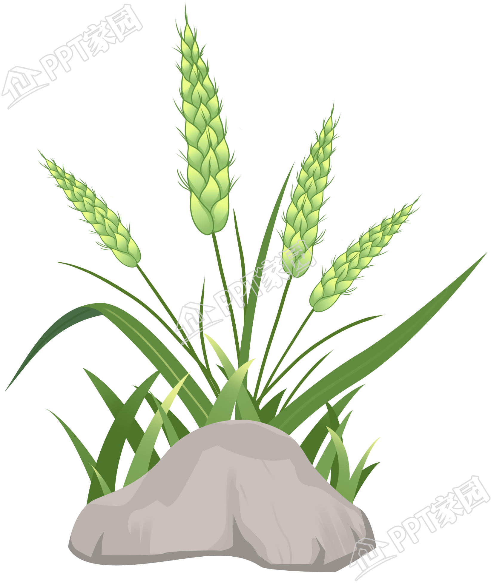 手绘绿色麦子麦穗免抠图片素材
