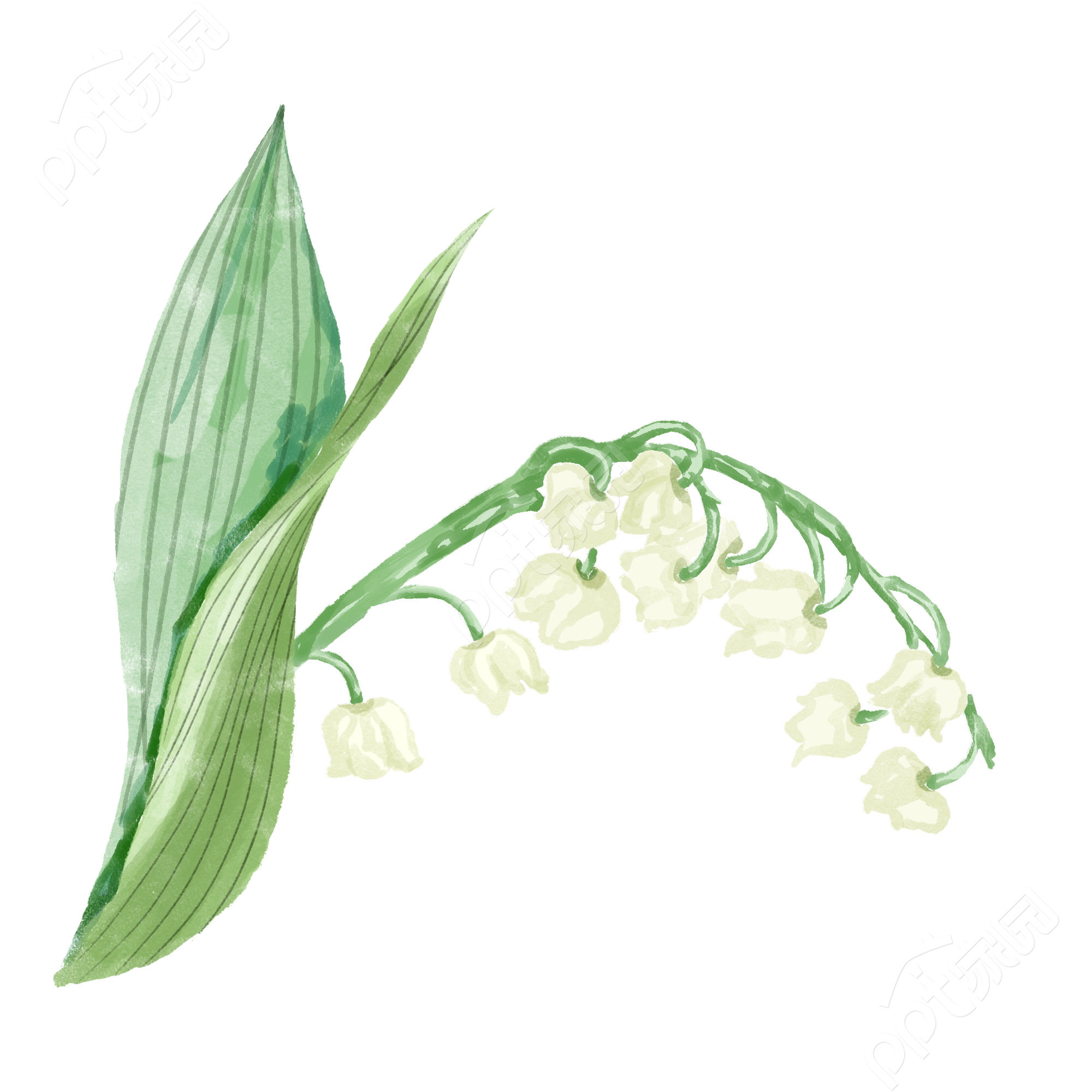 领兰花植物图片