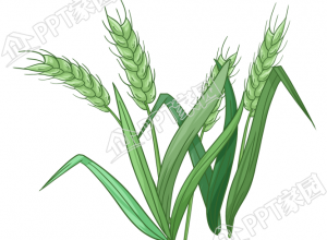 手绘绿油油的麦子图片素材下载推荐