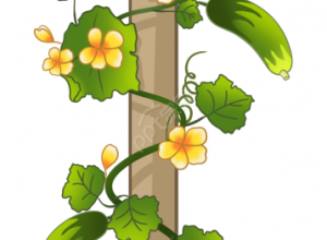 卡通手绘丝瓜藤向上生长植物透明底图片素材下载推荐